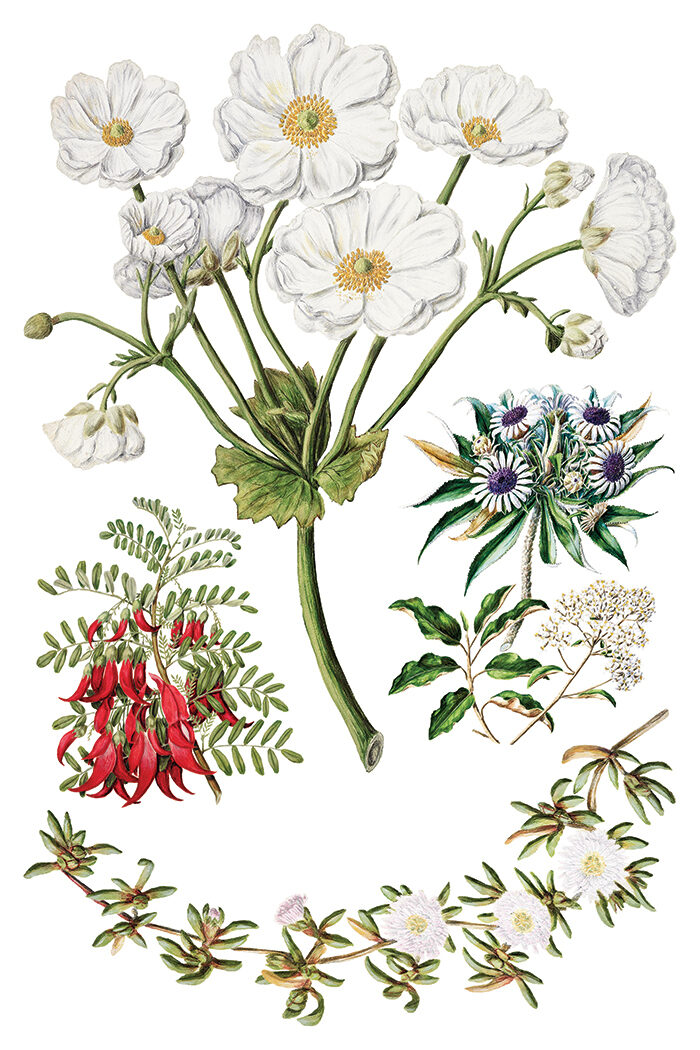 SARAH FEATON’S BOTANICALS